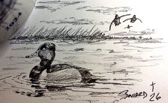 IMG_6041.jpeg