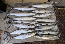 IMG_0205.jpeg