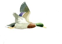 1c sm Mallard - lone drake - winter 2011 - watercolor.jpg