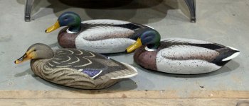 1d LL Beans Mallard Trio - Towles sm.JPG