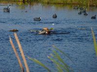 2012-2013hunting019-1a.jpg