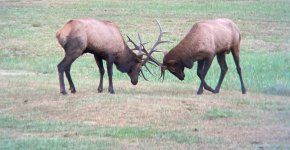 IMG_0015.jpeg