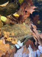 IMG_0056.jpeg