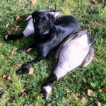 IMG_0252.jpeg