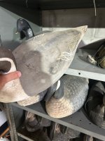 IMG_8177.jpeg
