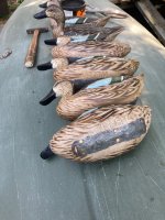 IMG_5287.jpeg