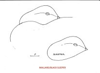 sm SJS Mallard - Sleeper pattern - horizontal.jpg