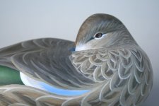 sm 2 Bluewing Hen Sleeper - closeup.jpg
