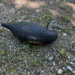 IMG_9310.jpg