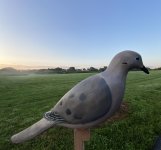 IMG_4928.jpeg IMG_4928.jpeg