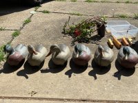 IMG_0363.jpeg