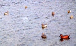 George Williams - Cinnamon and Yellowbills in Argentina.jpg