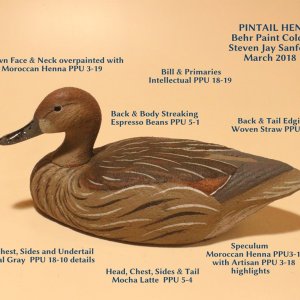 sm Pintail Hen BEHR COLORS with TEXT.JPG