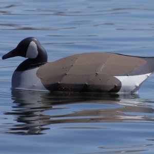 Canada Goose in water.JPG