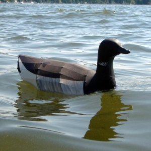 Brant in water side view.jpg