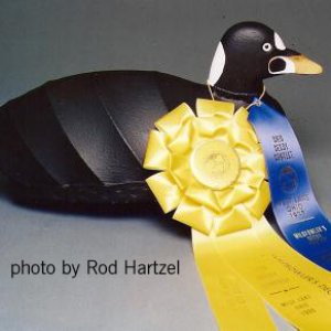 Surf Scoter photo by Rod Hartzel.jpg