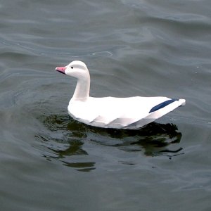 Snow Goose in water.jpg