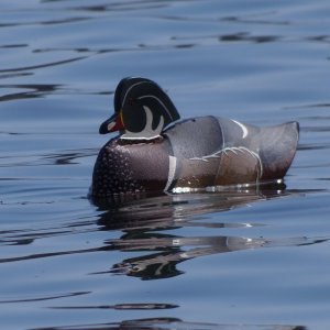 wood duck.JPG