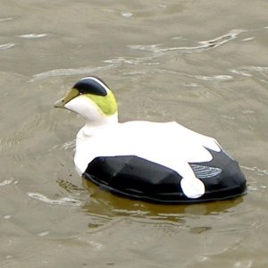 Eider in water.jpg