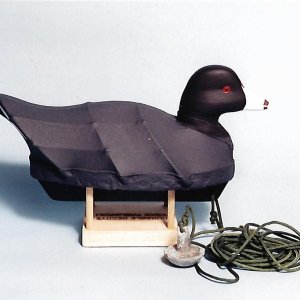 Coot sold at Easton.jpg