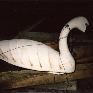 johnnie johnson chincoteague swan edit.jpg