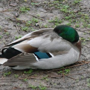 Wesner Sleeper.jpg