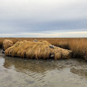 IMG_8971.jpeg