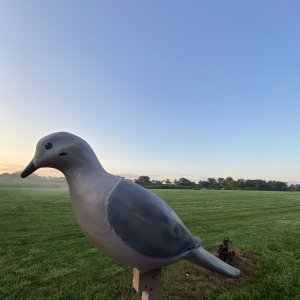 IMG_4929.jpeg