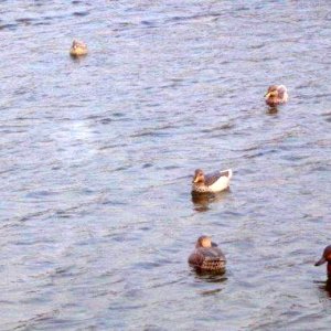 George Williams - Cinnamon and Yellowbills in Argentina.jpg