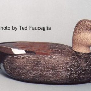 Gadwall photo by Ted Fauceglia.jpg