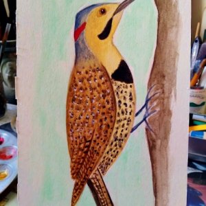 Flicker watercolor sketch.jpg