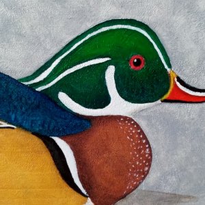 Wood  Duck for new sign.jpg