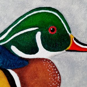 Wood  Duck for new sign 2.jpg