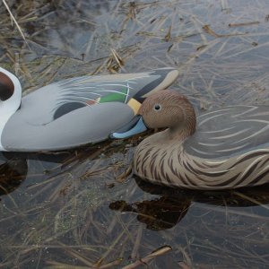 sm Wildfowler Pintail Pair - sea trial 1.jpg