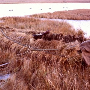 SJS Grassboat - Seganus Thatch early 80s.JPG