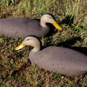 sm 1 Daniels Black Ducks - pair on grass.JPG