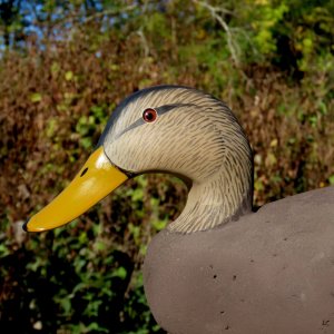 sm 2 Daniels Black Ducks - head closeup 1.JPG