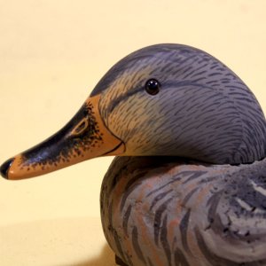 sm 6 LL Bean Mallard Hen - Tucked Head CLOSEUP - Towles.jpg