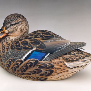 Godin - MALLARD HEN.jpg