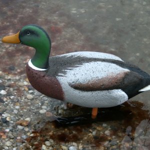 Beans Mallard Stander 01.JPG