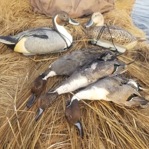 Udell-Rousseau Pintail CROPPED.jpg