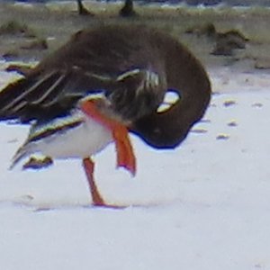 sm Bean Goose - BEST - orange legs.JPG