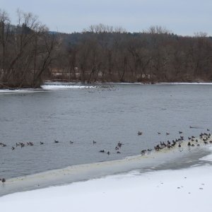 sm Setting - Bean Goose - far shore - point of island.JPG