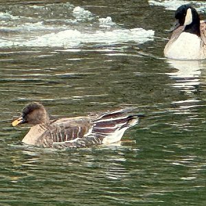 Taiga Bean Goose - Patty 1-15-25.jpg