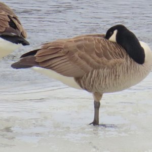 sm Canada Goose.JPG