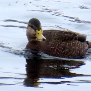 sm Stillwater Black Duck 1.JPG