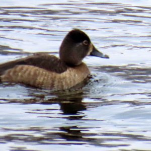 sm Stillwater Ringneck Hen.JPG