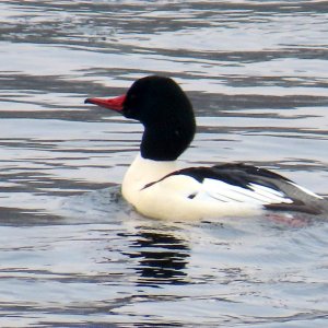 sm Stillwater Goosander 3.JPG