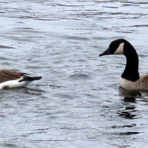 sm Stillwater Canada Pair.JPG