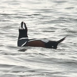 Harlequin - MSS - Point Lookout 1-16-25.jpg